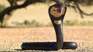 A king cobra stands with its head high and jaws open, showing its tongue and fangs.