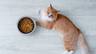 Cat lying down next to a bowl of dry cat food not eating