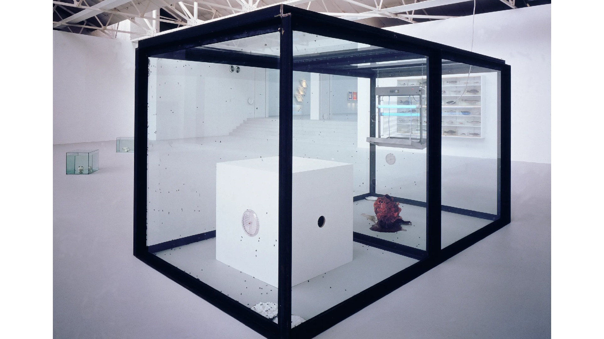 A large glass and black metal framed cube enclosure in a white gallery space, containing a white box with a clock face and a dark, organic mass on the floor, with many small dark specks (flies) on the glass.