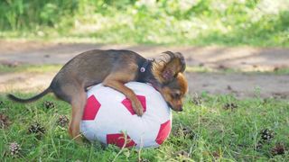 dog humping football