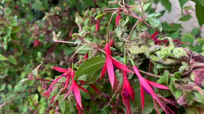 fuchsia with gall mite