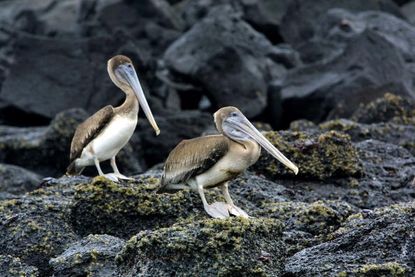 Pelicans in the Galapagos Islands.