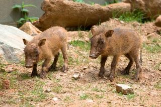 warthog-piglets-2-110421-02