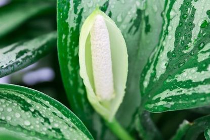 Chinese Evergreen Plant Covered In Water Droplets