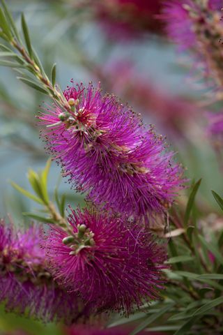 Callistemon for a mediterranean garden