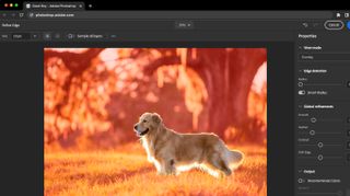 Photo of dog being edited on screen using Photoshop shortcuts