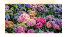 picture of hydrangeas with different colours in garden 