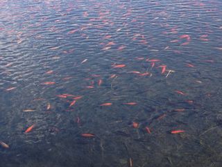 Thousands of koi goldfish showed up in Teller Lake #5 this March.