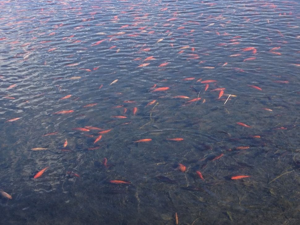 In Photos Thousands Of Goldfish Swarm In Colorado Lake Live Science