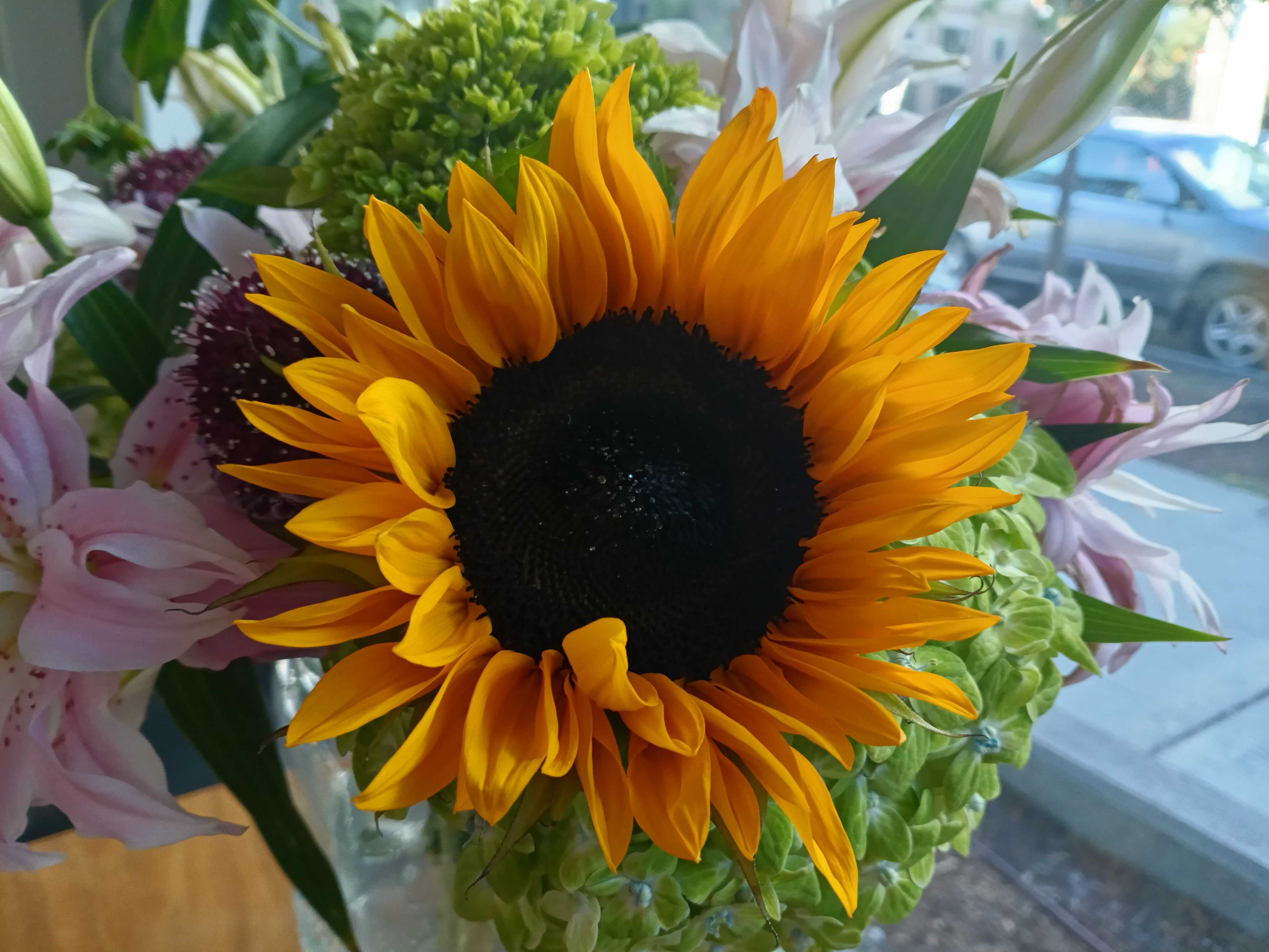 A sunflower