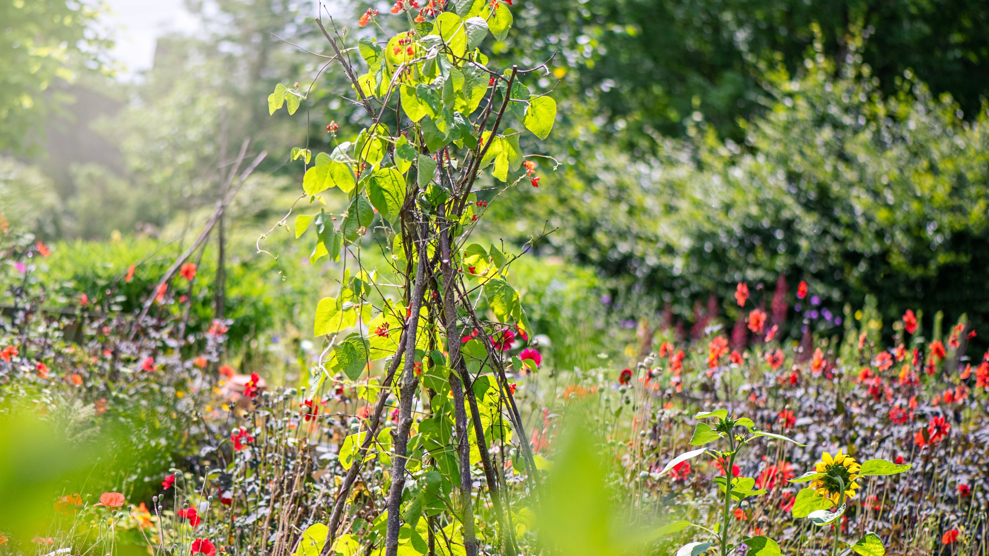 garden wigwam with sweet peas