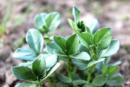 Fava Green Beans