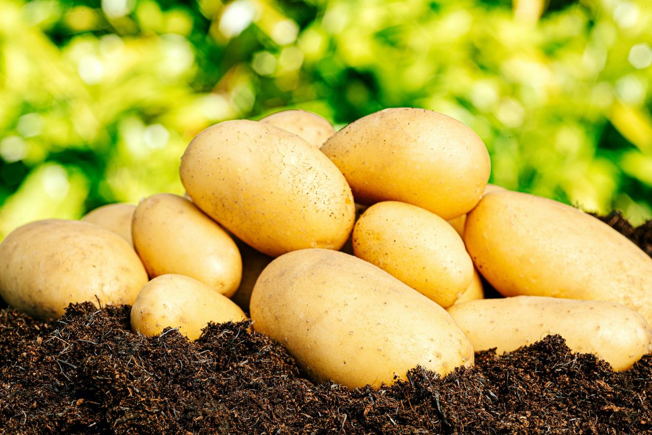 Freshly harvested Charlotte potatoes on a sunny summer&#039;s day.