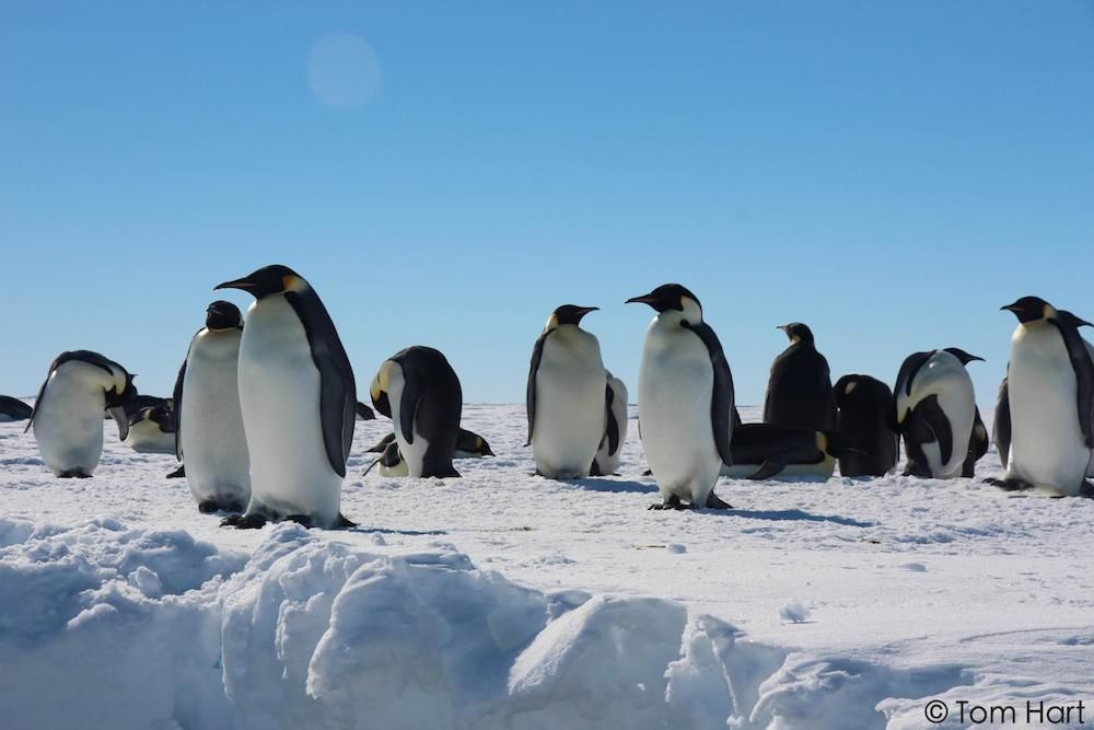 Emperor Penguins in Antartica