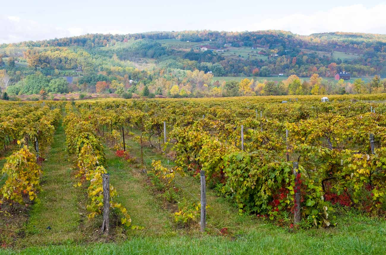 Vineyards in Finger Lakes