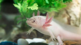 White Axolotl — Best small pets