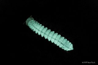 One of the species of bioluminescent millipedes, Motyxia sequoia alia.