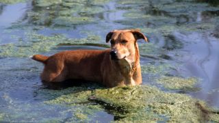 Mountain cur