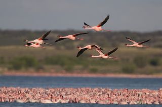 Lesser flamingo (Phoeniconaias minor).