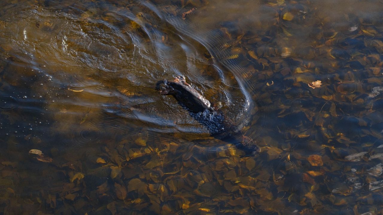 A North American River Otter catching fish in a river