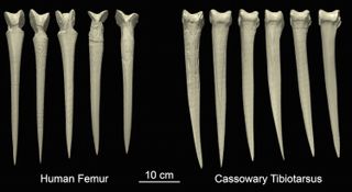 3D digital reconstructions of each dagger examined in the study: Notice the steeply notched, V-shaped pommel (knob at the top) on the human-bones daggers.