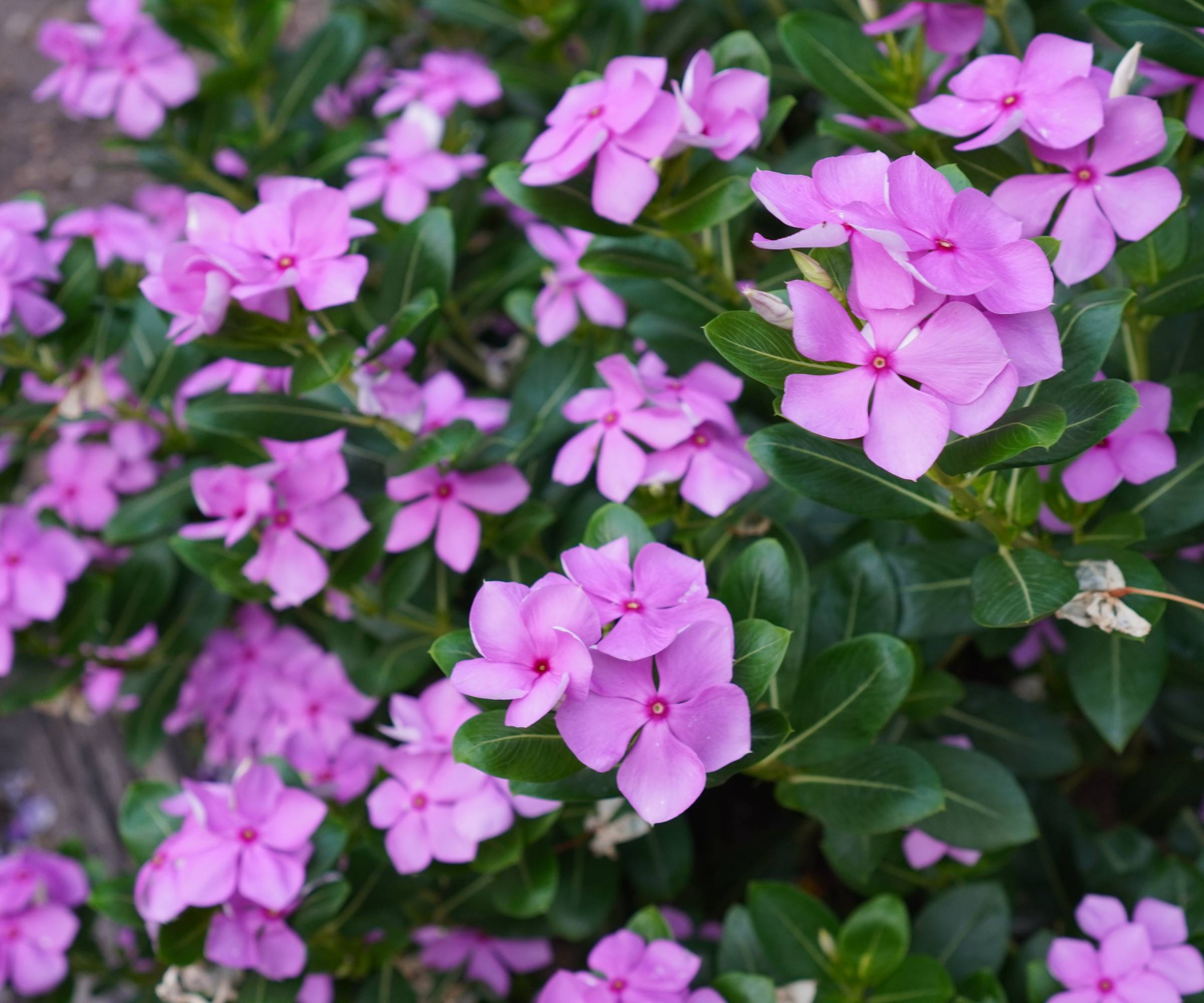 Розовые цветки винки, также называемые Catharanthus roseus