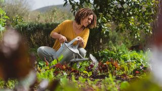woman with metal watering can watering plants in garden
