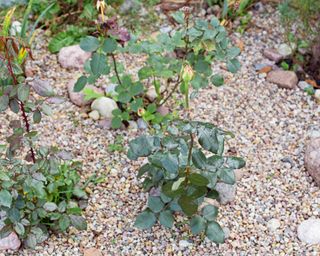 New roses mulched with gravel