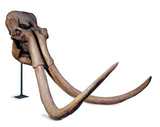 The tusks of a steppe mammoth (Mammuthus trogontherii), which is likely the same species as the Columbian mammoth, experts say.