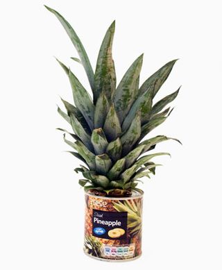 Tin of Pineapple with real pineapple leaves sitting on the top