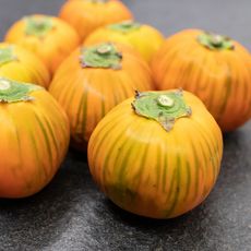 bitter tomato fruits, orangish color with green streaking 