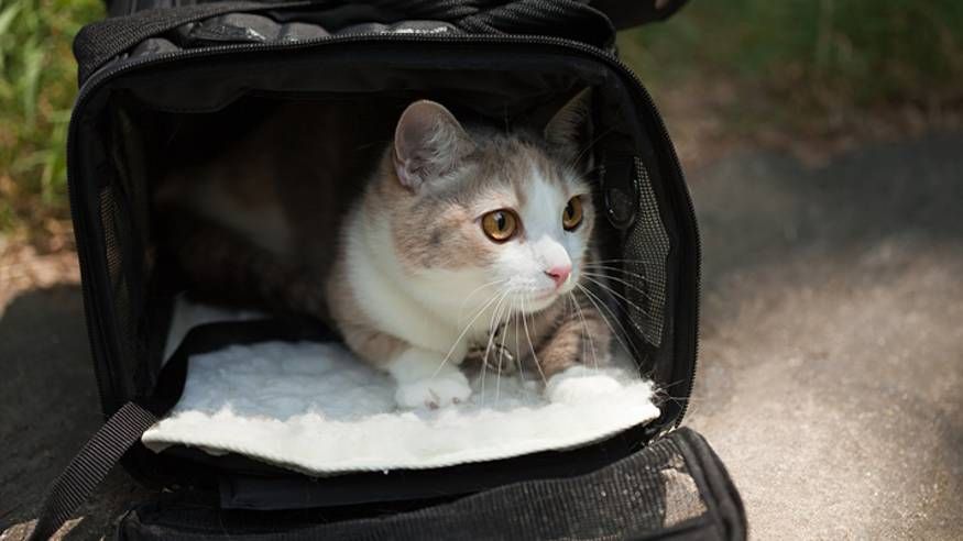 How to Get Your Cat Into a Carrier – tuft + paw