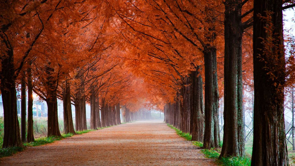 10 fall-proof steps to amazing autumn photographs