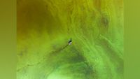 Boat passes through lake covered with green algae.