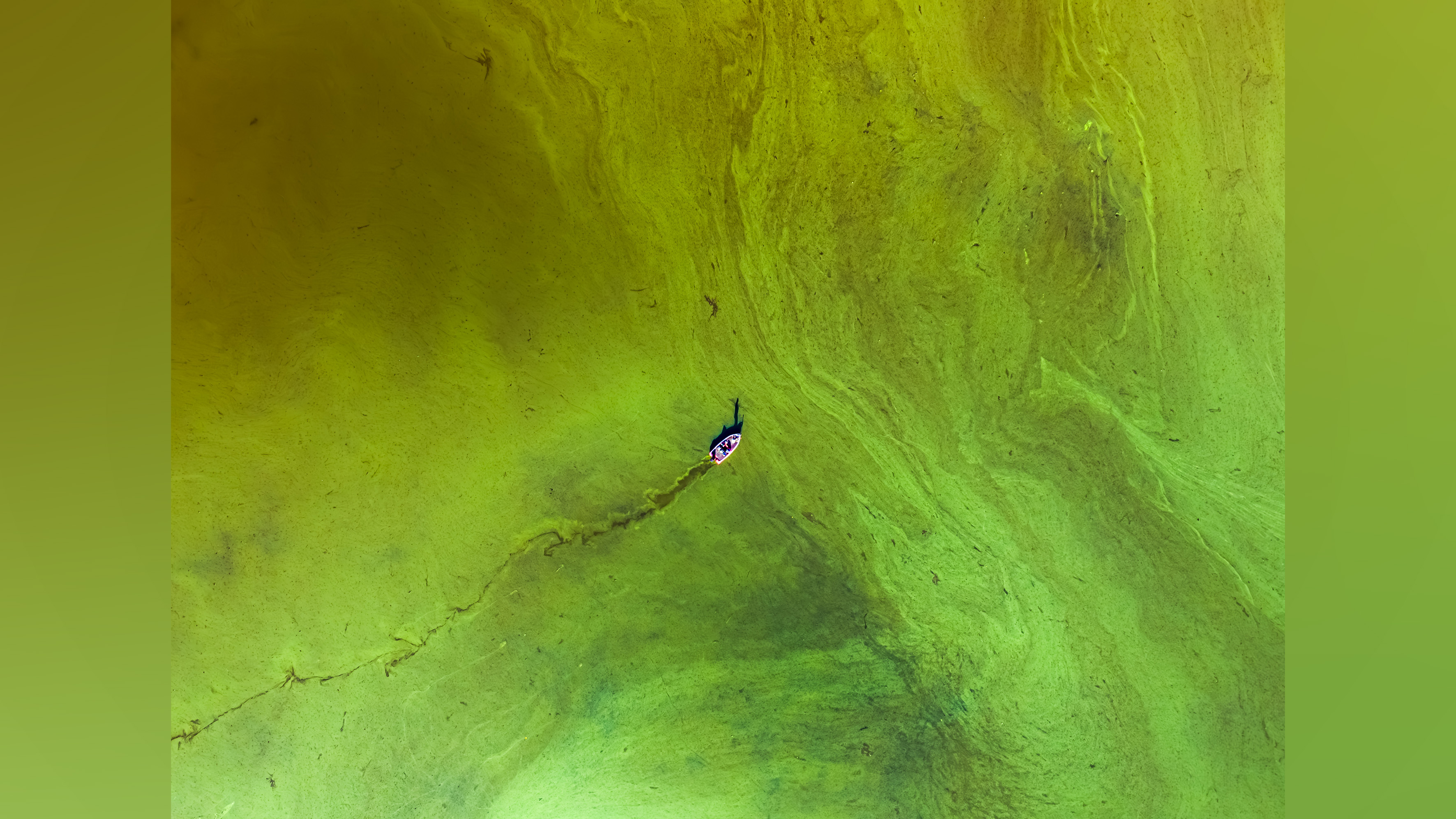 Boat passes through lake covered with green algae.