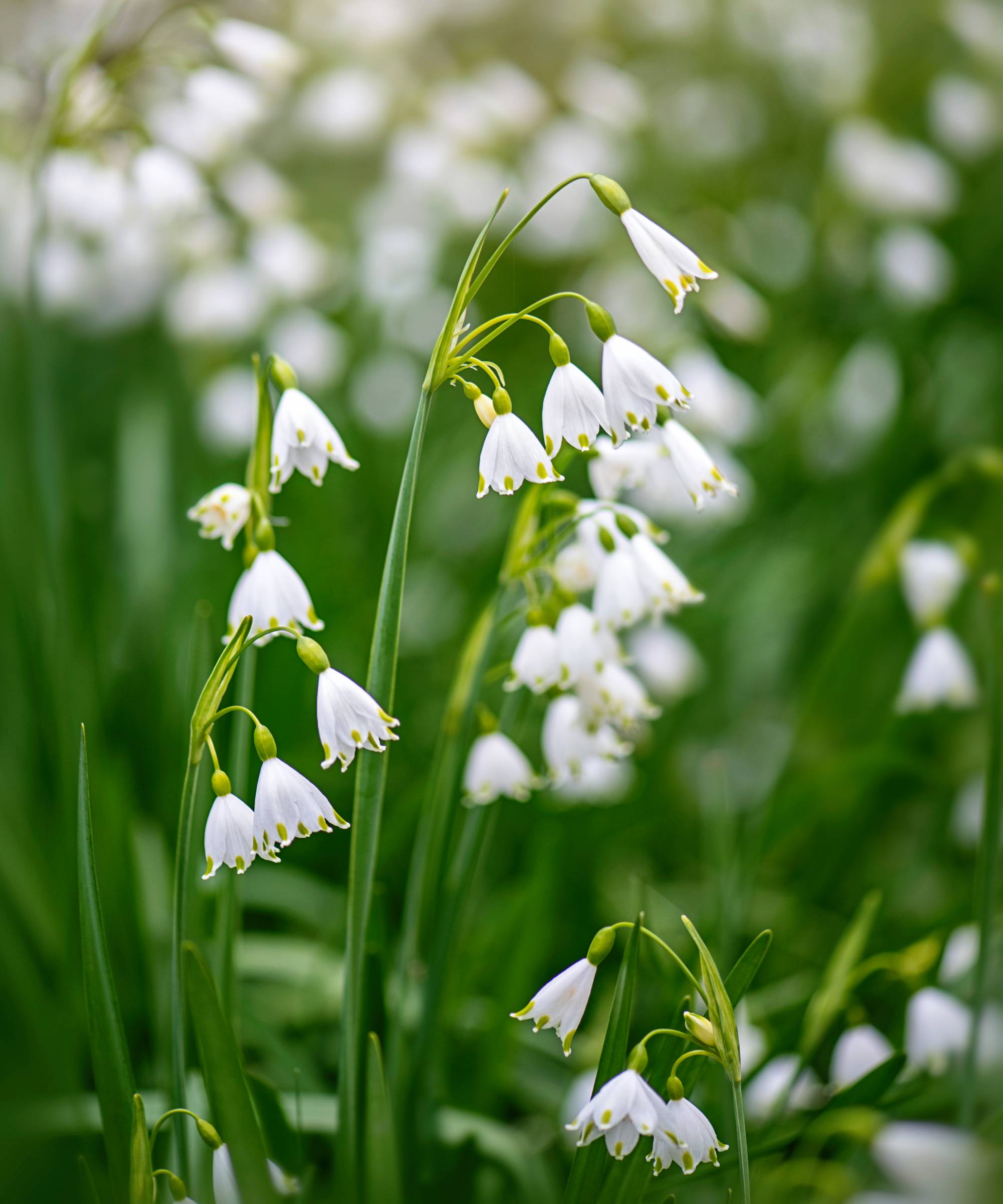 Small white summer snowflake flowers