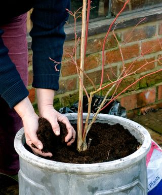 potted blueberry being mulched