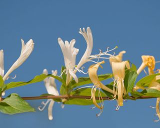 close up of a Japanese honeysuckle (Lonicera japonica) in bloom