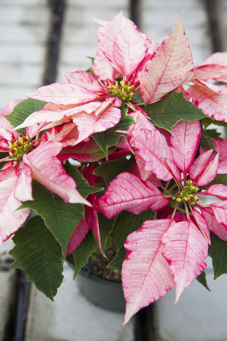 How often should I water a poinsettia? Homes & Gardens