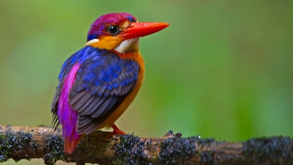 32 of the most colorful birds on Earth