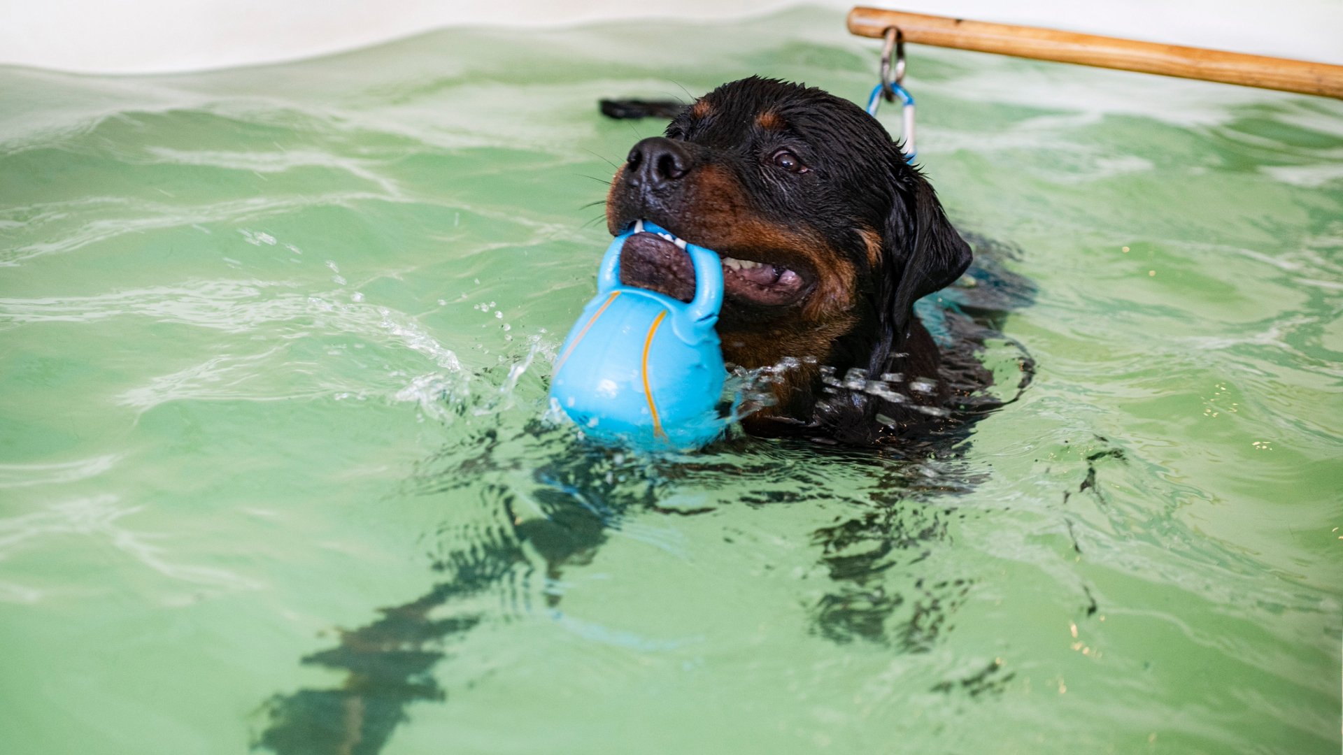 A young dog in a hydrotherapy pool