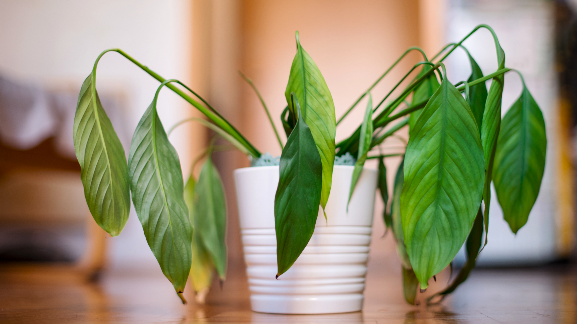 drooping peace lily in a white pot