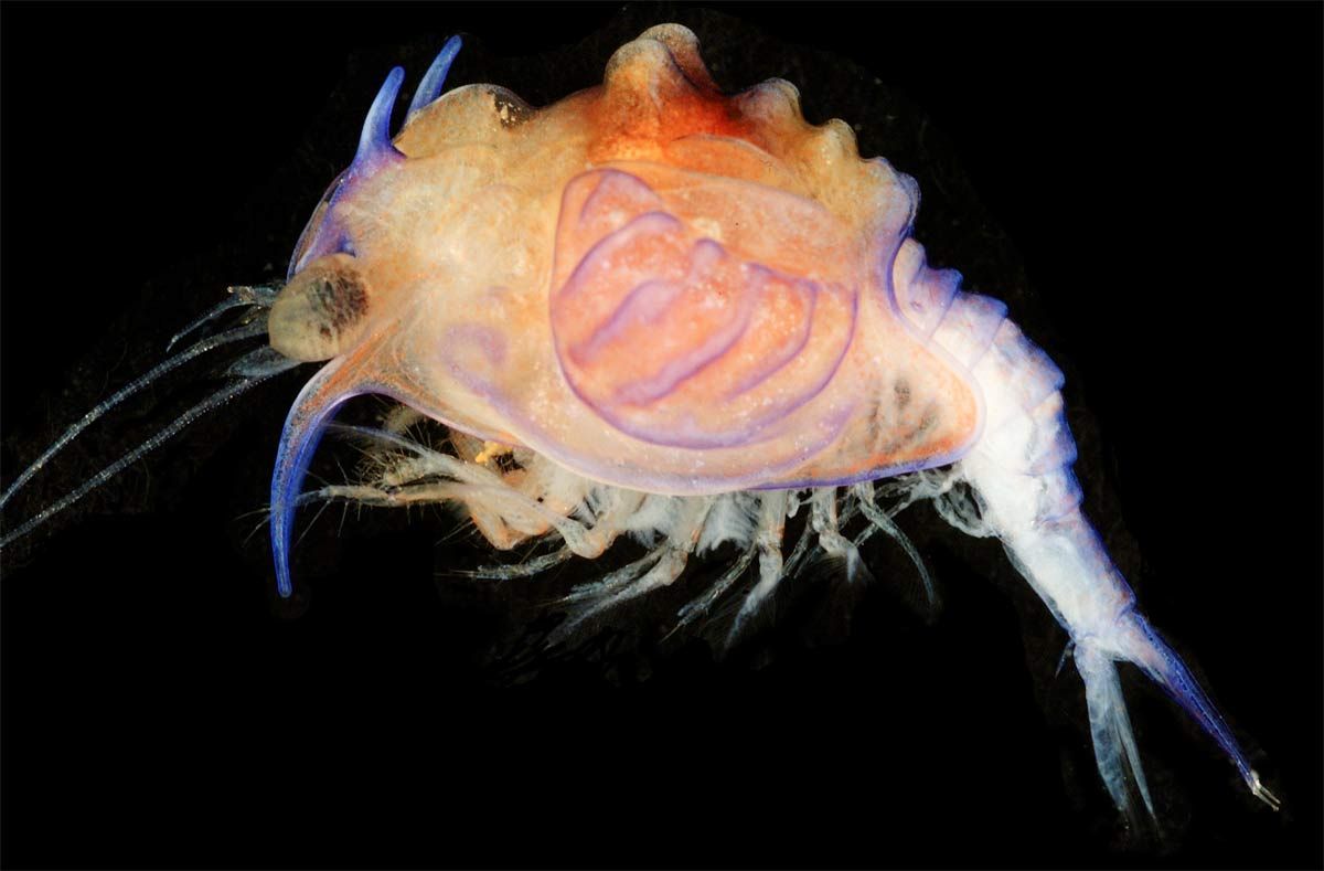 A bizarre-looking ocean larva.