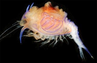 A bizarre-looking ocean larva.