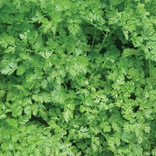 Curved Chervil