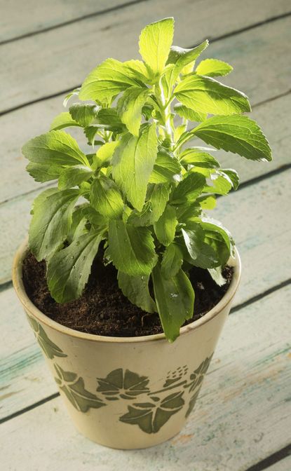 Potted Stevia Plant
