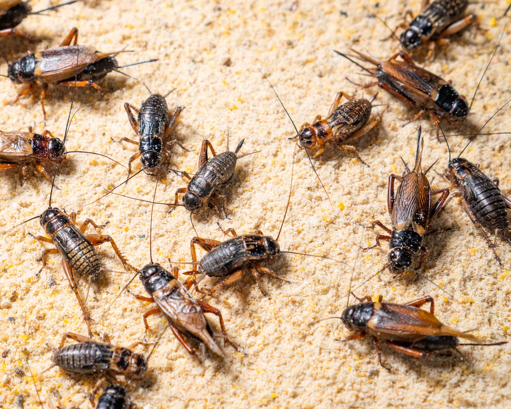 How to get rid of crickets inside the house