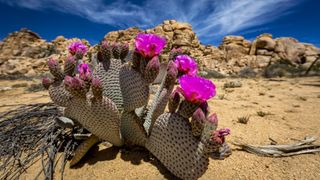 A blooming cactus in Joshua Tree National Park