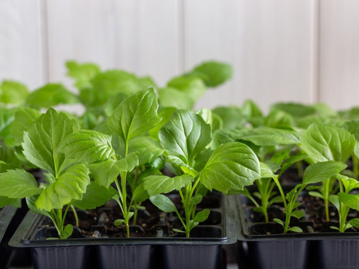 Aster Seed Care How To Grow Aster Flowers From Seed Gardening Know How