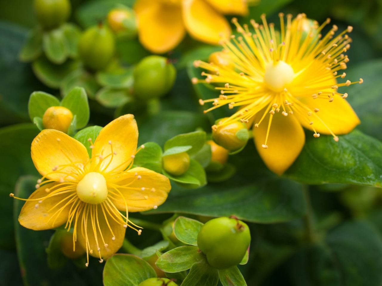 Yellow St. John&amp;#39;s Wort Plants